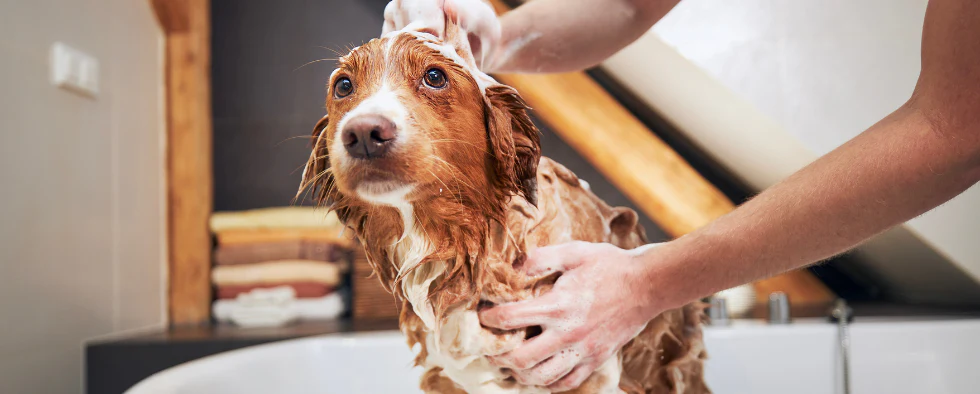 Pamper Your Pet with Full-Service Grooming