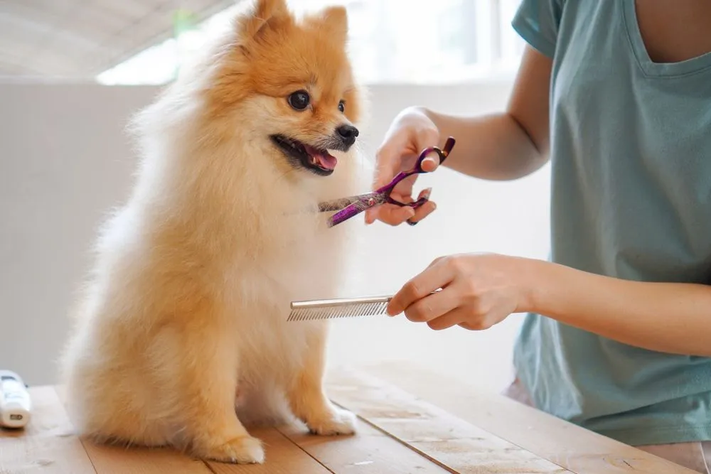 Jaxiryxo: Premium Grooming for Happy and Healthy Pets