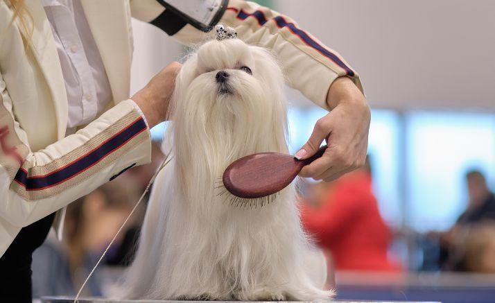 Luxury Spa & Wellness for Your Beloved Pet