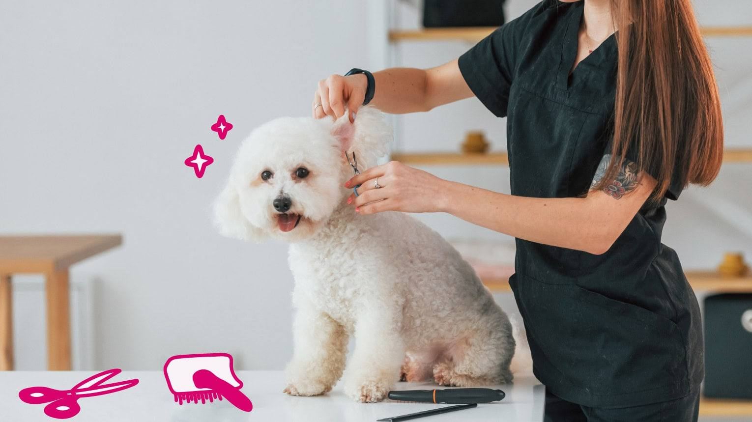 Premium Hygiene & Maintenance for Your Beloved Pet